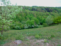 Wald und Trockenrasen bei Sinntal-Weiperz