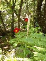 San Donato di Ninea - Blumen im Bergwald
