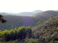 Wald und Berge bei Carrapateira