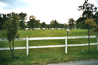 Das Gestüt von Lipica 